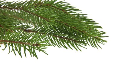 Noel ağacının beyaz arka planda izole edilmiş dalı