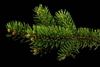 siyah bir zemin üzerine bir ağaç dalı