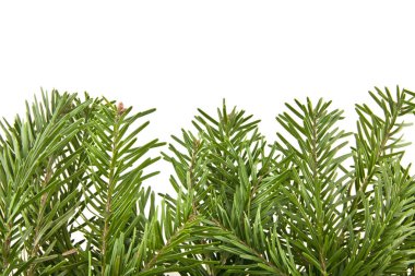 Beyaz arka plan üzerinde izole bir Noel ağacı dalı