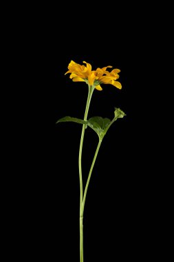 Siyah arkaplanda sarı çiçekler