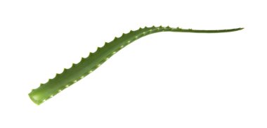 Aloe beyaz arkaplanda izole edildi