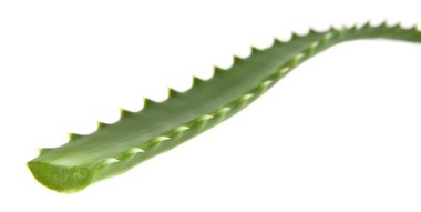Aloe beyaz arkaplanda izole edildi