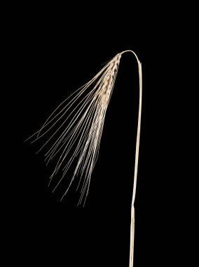 spikelets siyah bir zemin üzerine