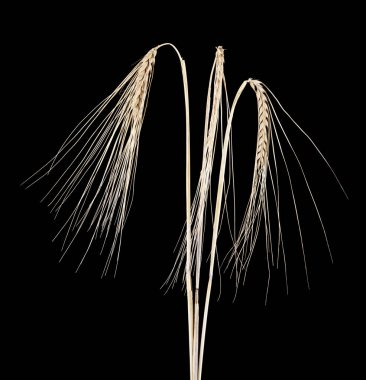 spikelets siyah bir zemin üzerine