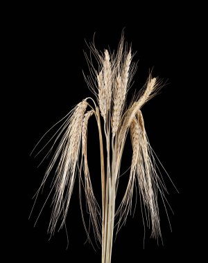 spikelets siyah bir zemin üzerine