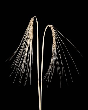 spikelets siyah bir zemin üzerine