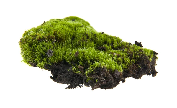 Beyaz arkaplanda yosun izole edildi