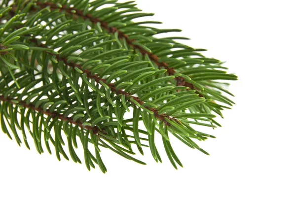 Ramo dell'albero di Natale isolato su sfondo bianco — Foto Stock