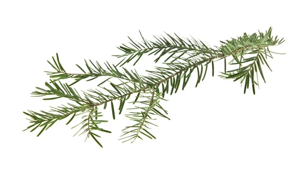 Ramo dell'albero di Natale isolato su sfondo bianco — Foto Stock
