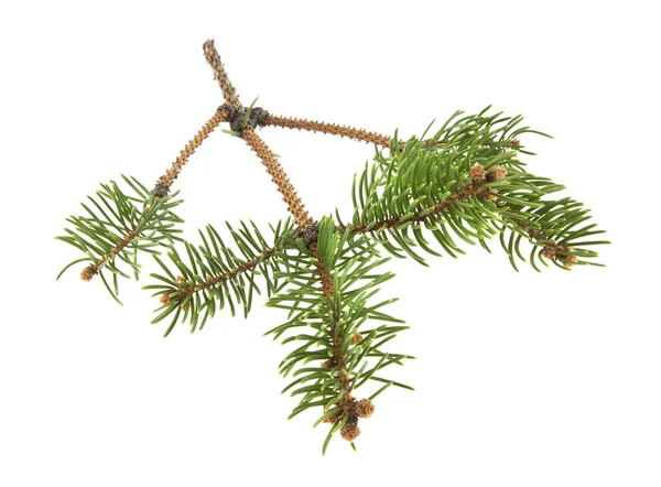 Branch of a Christmas tree isolated on white background — Stock Photo, Image