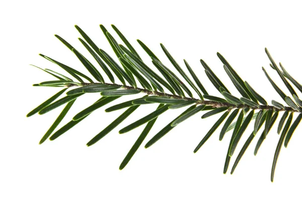 Noel ağacının beyaz arka planda izole edilmiş dalı