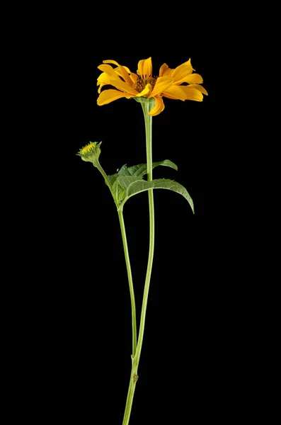 Żółte kwiaty na czarnym tle — Zdjęcie stockowe