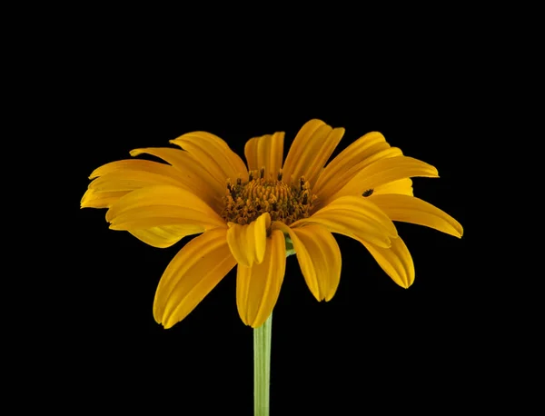 yellow flowers on a black background