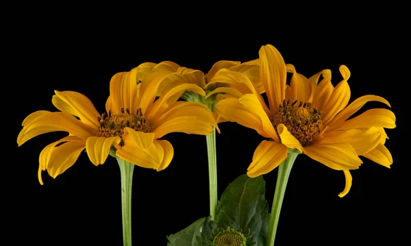 Gele bloemen op een zwarte achtergrond — Stockfoto