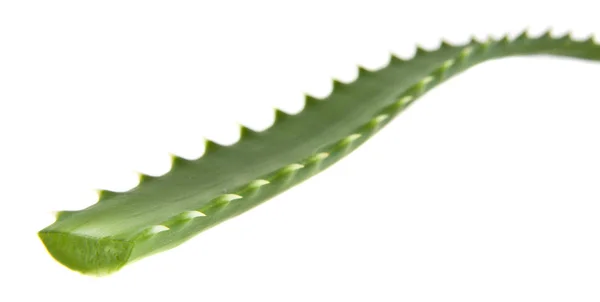 Aloe diisolasi pada latar belakang putih — Stok Foto