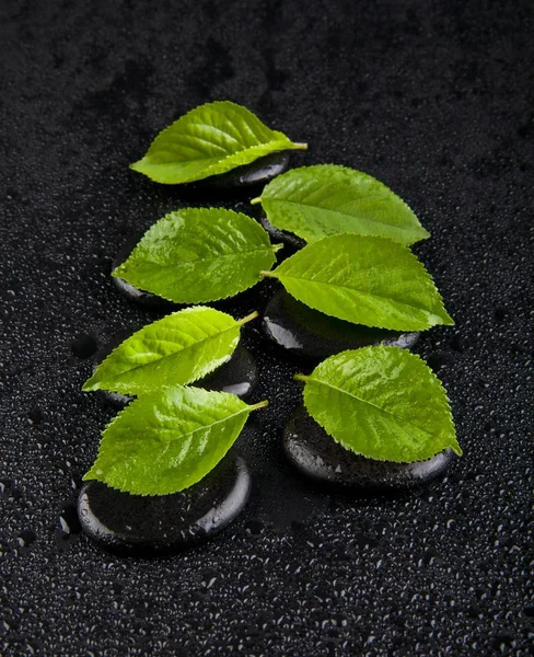 Hojas verdes sobre las piedras en las gotitas de agua sobre fondo negro — Foto de Stock