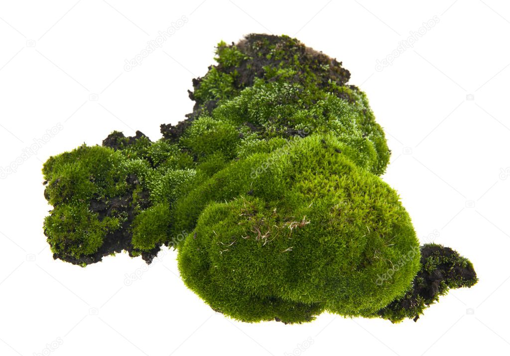 moss isolated on white background