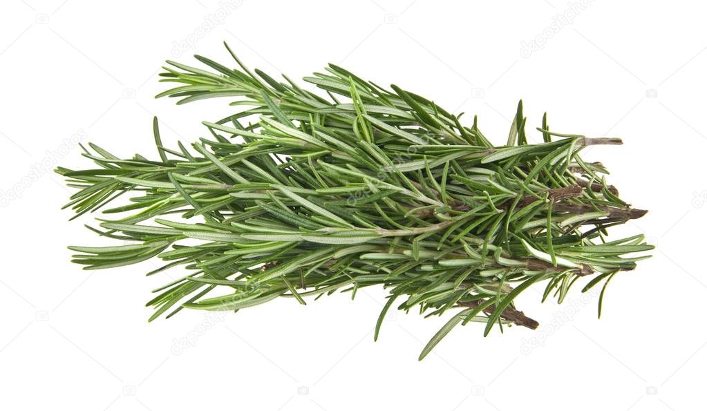 green sprig of rosemary isolated on white background