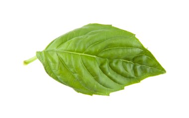 Fesleğen beyaz arkaplanda izole edildi