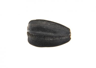 Beyaz arkaplanda izole edilmiş ayçiçeği tohumları