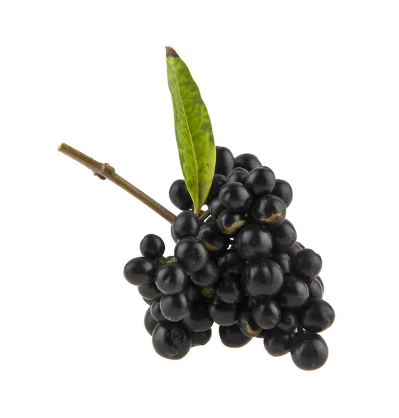 Ungenießbare schwarze Beeren isoliert auf weißem Hintergrund Nahaufnahme — Stockfoto