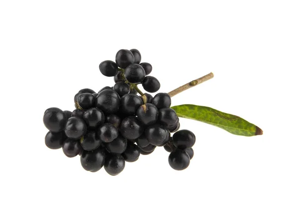 Niejadalne czarne jagody na białym tle na białe tło zbliżenie — Zdjęcie stockowe