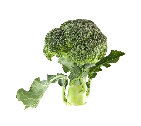 Broccoli isolerad på vit bakgrund — Stockfoto