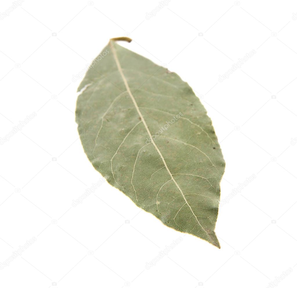 bay leaf isolated on white background