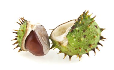 kestane rengi beyaz arkaplanda izole