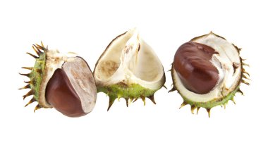 kestane rengi beyaz arkaplanda izole