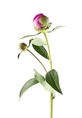 Beyaz arka plan üzerinde izole Şakayık çiçekleri