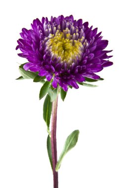 Beyaz arka plan closeup izole aster çiçekler