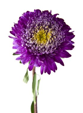 Beyaz arka plan closeup izole aster çiçekler