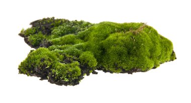 moss isolated on white background clipart