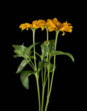 Siyah arka planda sarı papatyalar