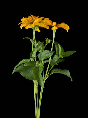 Siyah arka planda sarı papatyalar