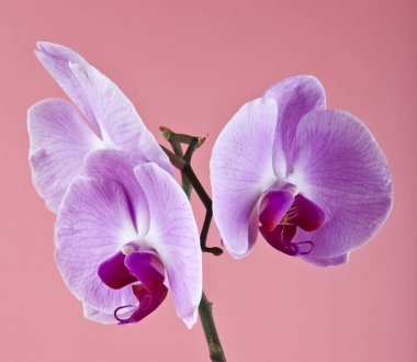 Orkide pembe bir arka plan üzerinde