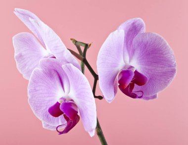 Orkide pembe bir arka plan üzerinde