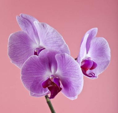 Orkide pembe bir arka plan üzerinde