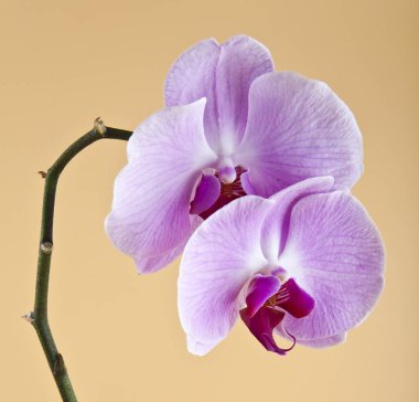 bej renkli arka plan üzerinde orkide