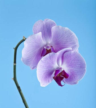 mavi bir arka plan üzerinde orkide