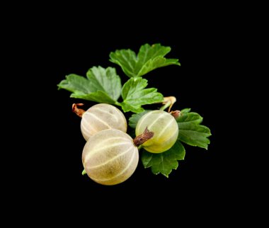 Siyah arka planda Bektaşi üzümü