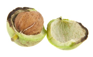 Yeşil ceviz beyaz zemin üzerine izole