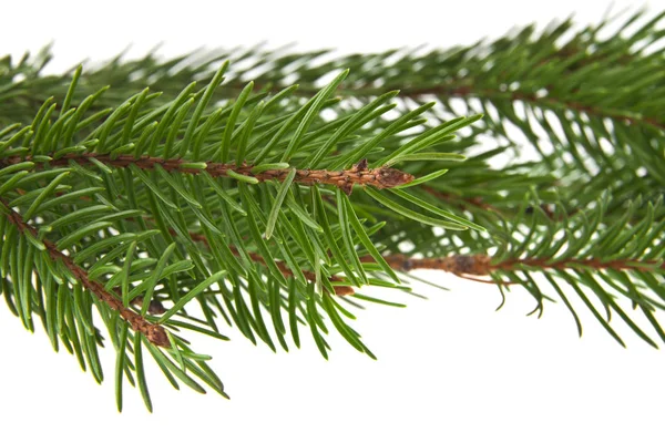 Rama del árbol de Navidad aislado sobre fondo blanco —  Fotos de Stock