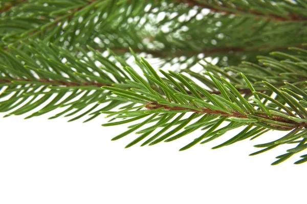 Árbol de navidad aislado sobre fondo blanco — Foto de Stock