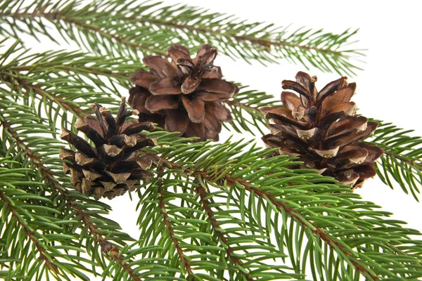 Ramo dell'albero di Natale con coni isolati su sfondo bianco — Foto Stock