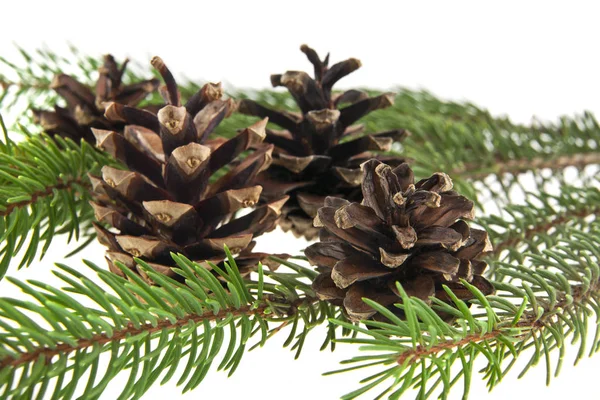 Rama del árbol de Navidad con conos aislados sobre fondo blanco — Foto de Stock