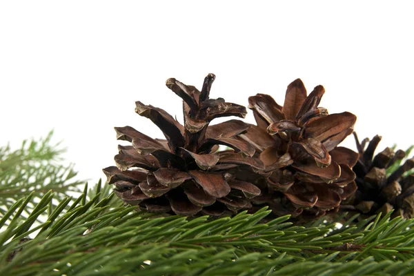 Branche de sapin de Noël avec des cônes isolés sur fond blanc — Photo