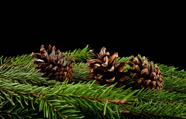 Branch of a tree with cones on a black background — Stock Photo, Image