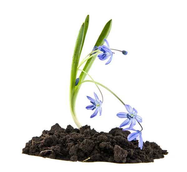 Blue Snowdrop isolado no fundo branco — Fotografia de Stock